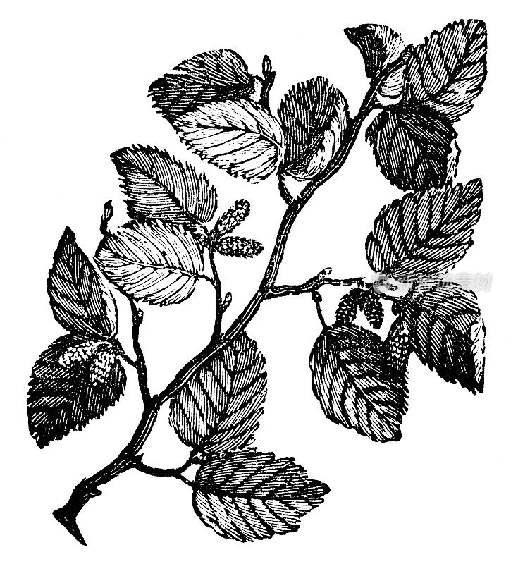 榛桤木树(Alnus Serrulata) - 19世纪